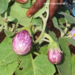 Purple Round Brinjal with White Stripes Seeds (S5)