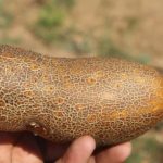 Poona Kheera Heirloom Cucumber Seeds