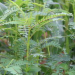 Agathi Keerai Seeds (Sesbania grandiflora)