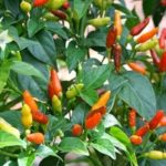 Bird's Eye Chilli or Kanthari Chilli seeds - Small