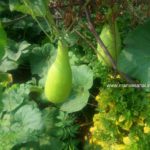 Bottlegourd Seeds - Dhandayutham (Long)