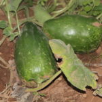 Bottlegourd Seeds - Lingam shape