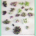 Heirloom/Native Brinjal Seed Kit (10 Varieties)