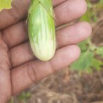 Green Brinjal with white stripes (S3)