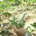 Native White broad Okra seeds