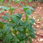 Cluster Beans Seeds (long)