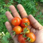 Red Cherry Tomato Seeds - Round