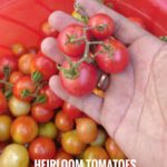 Heinz Classic Tomato seeds