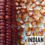 Indian Native Corn Seeds- Red