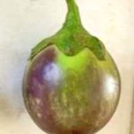 Vellore Thorn Brinjal (M4)