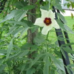 White Pulicha Keerai Seeds