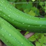 Heirloom Spongegourd / lufa gourd Seeds