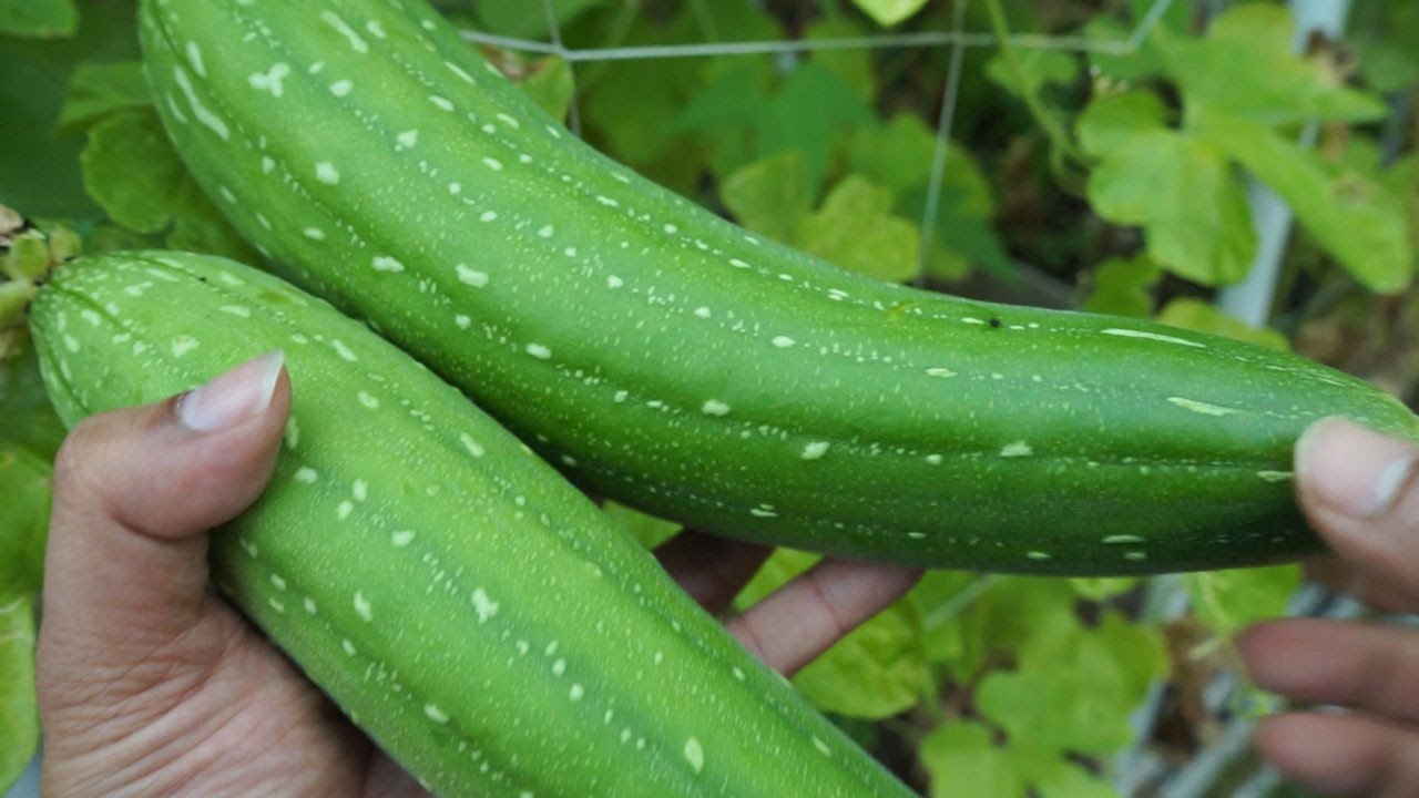 Heirloom Spongegourd Lufa Gourd Seeds Rangamalai Organic Farms ROF 