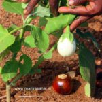 Heirloom White Brinjal Seeds