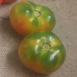 Green Jebra Tomato Seeds