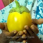 Thorn Brinjal - Balloon (Big) Seeds