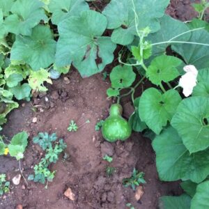 Heirloom Bottle Gourd Seeds – (Sittu Surai) Toy