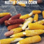 Indian Native Corn - Mixed colors