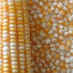 Indian Native Corn - Yellow & white