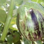 Green Oblong Brinjal with brown stripes Seed (S12)