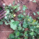 Thorny Brinjal - Small (Kandankathiri) seeds | Medicinal