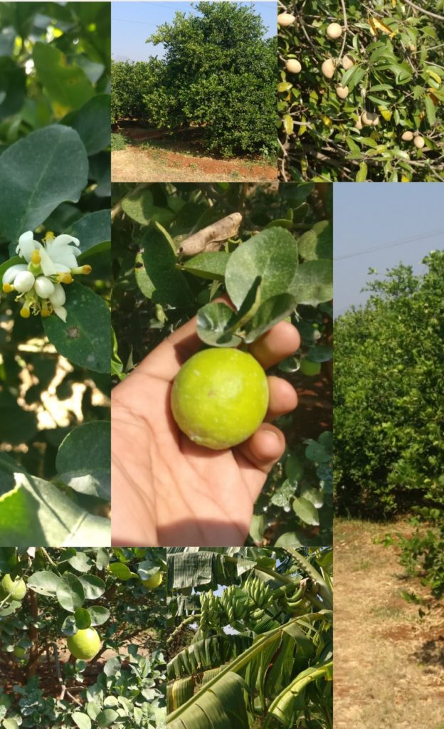 Heirloom Acid Lime Seeds - Rangamalai Organic Farms (ROF) - Manvasanai