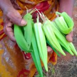 Green Okra Seeds (Naatu Vendai)