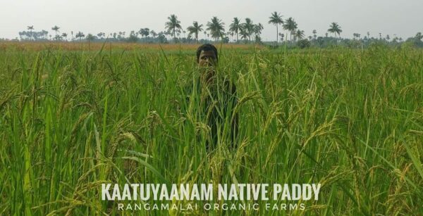 kattuyaanam paddy field