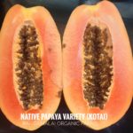 Papaya Native Variety - Type1 (Kotai)