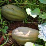 Heirloom Pumpkin Seeds (Parangi) - Type 7