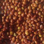 Pigeon Pea seeds | Local Native Variety Seeds | Naatu Thoovarai, 500G