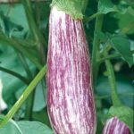 Violet Long Brinjal - White stripes Seeds (S1)