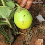 Green White Round Brinjal Seeds