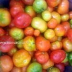 Heirloom Tomato (Naati Tomato regular)