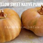 Heirloom Yellow Sweet Pumpkin - Type 5