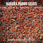 Navara Paddy Seed (Medicinal Red Rice), 500g