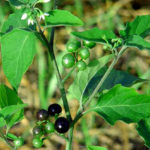 MANATHAKKALI KEERAI SEEDS