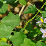 Solanum Trilobatum (Thoothuvalai) Seeds