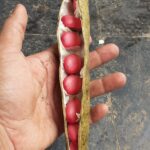 Giant Pink Sword Beans Seeds [Canavalia gladiata]