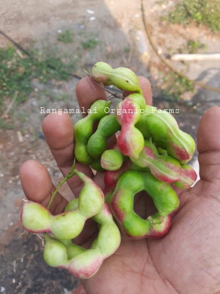 Manila Tamarind [Kodukkapuli] Fruit Seeds - Rangamalai Organic Farms ...