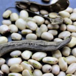 White Velvet Beans Seeds (Mucuna Pruriens)