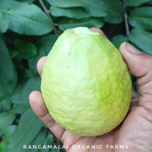 Native White Guava Seeds