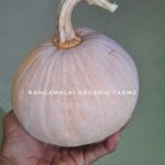 Heirloom Yellow Sweet Pumpkin Round - Type 4