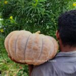 Heirloom Yellow Pumpkin Large - Type2