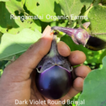 Dark Violet Round Brinjal Seeds