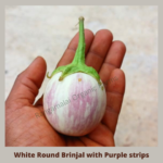 White Brinjal with light Violet stripes