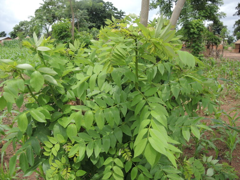 Gliricidia Stem Cutting (gliricidia Sepium) - Rangamalai Organic Farms 