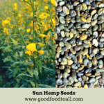 Green Manure Crop - Sun Hemp / Sanapai / Crotalaria juncea Seeds