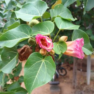 Poo Arasam Tree Seeds / Thespesia Populnea