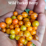 Turkey  Berry Seeds / Kaatu Sundaikaai - Wild Native Variety